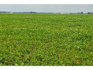 Property photo 13 - LAND AUCTION - 80+/- Acres offered in 1 Tract in Allen County